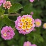 Lantana camara Bloem