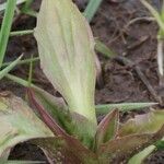 Plantago rugelii Folha