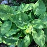 Hosta plantaginea Leaf