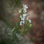 Rosmarinus officinalis花