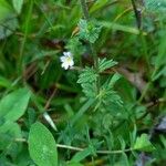 Euphrasia officinalis Folha