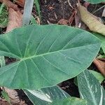 Alocasia odora Liść