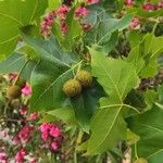 Platanus occidentalis Fruit