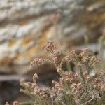 Erica galioides Flor