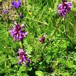 Betonica officinalis Habit