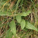 Centaurea graminifolia Leaf