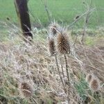 Dipsacus sativusBlüte