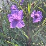 Ruellia simplex Blüte