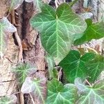 Hedera helixHoja