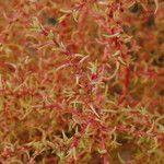 Salsola soda Hoja