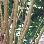 Salix viminalis Corteza