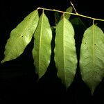 Diospyros tetrandra Yaprak
