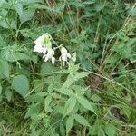 Silene stellata Elinympäristö