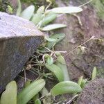 Bulbophyllum intertextum Vivejo
