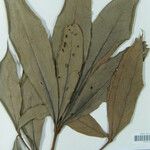 Aniba taubertiana Други