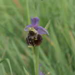 Ophrys fuciflora മറ്റ്