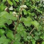 Rubus discolor Blodyn