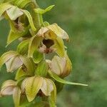 Epipactis muelleri Flower