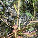 Drosera anglica Yaprak