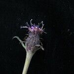 Saussurea nimborum Flor