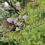 Ceanothus americanus Flower