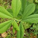 Baptisia australis Blad