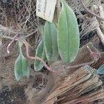 Bulbophyllum longiflorum Leaf