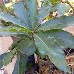 Pittosporum undulatum Blad