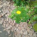 Sonchus tenerrimus Fleur