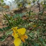 Senna auriculataBlad