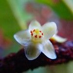 Casearia silvana Flower