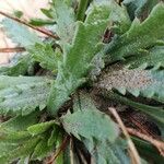 Plantago coronopus Blad