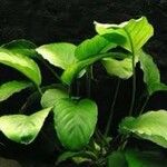 Anubias barteri Blatt