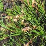 Carex esenbeckii 整株植物