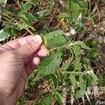 Cyrtocymura scorpioides Hoja
