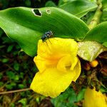Costus afer Λουλούδι