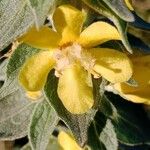 Verbascum lychnitis 花