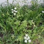 Chaerophyllum temulum Habit