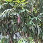 Amherstia nobilis Leaf