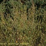 Atriplex tatarica Συνήθη χαρακτηριστικά