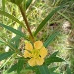 Heimia salicifolia Cvet