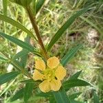 Heimia salicifolia Blüte