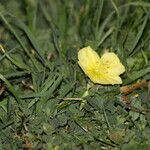 Oenothera triloba Λουλούδι