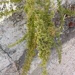 Dysphania botrys Likasa
