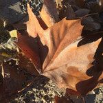 Platanus x hispanica 葉