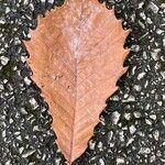 Quercus michauxii Leaf