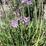 Tulbaghia violaceaFlower