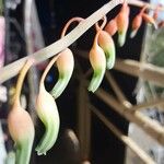 Gasteria disticha Flower