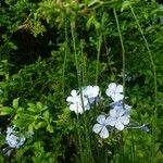 Plumbago auriculata ᱛᱟᱦᱮᱸ