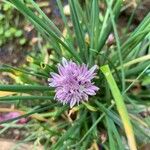 Allium schoenoprasumFlower